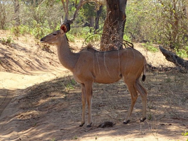 Les Koudous au Botswana