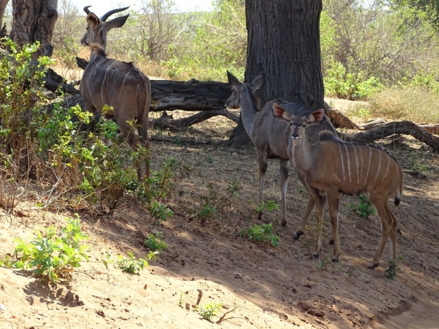 Les Koudous au Botswana