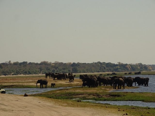 Éléphants du parc Chobe