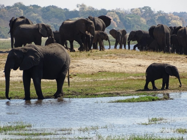 Éléphants du parc Chobe