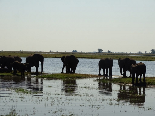 Éléphants du parc Chobe