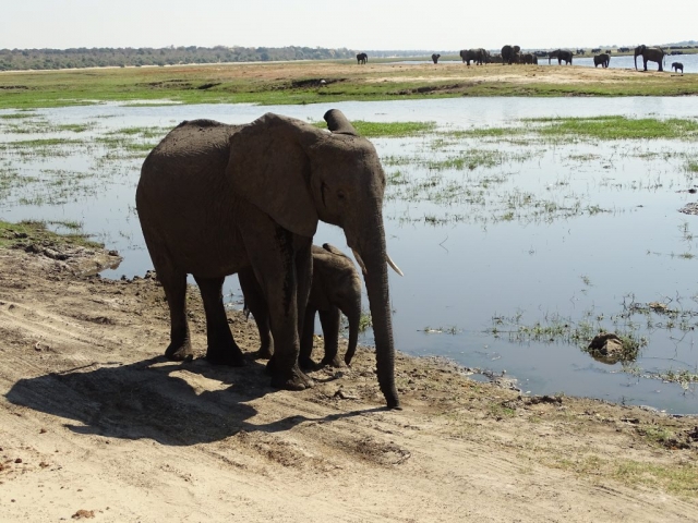 Éléphants du parc Chobe