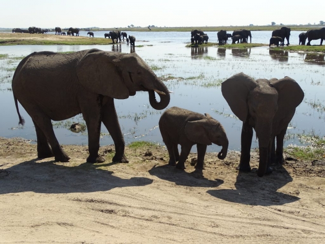 Éléphants du parc Chobe