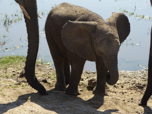Éléphants du parc Chobe