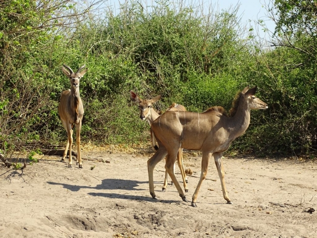 Les Koudous au Botswana