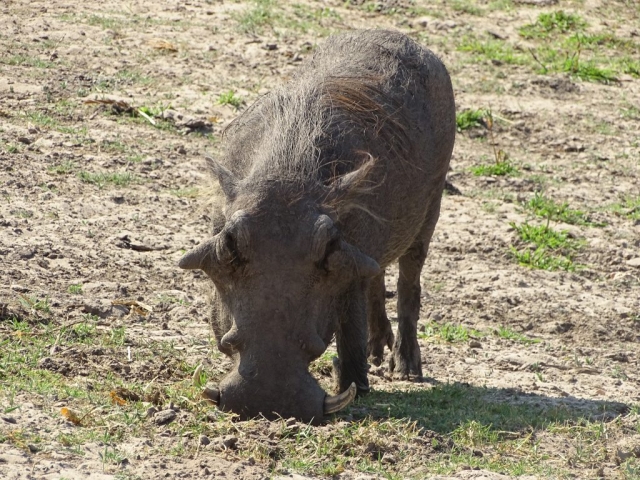 Les Phacochères au Botswana