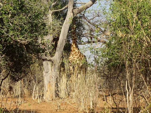 Girafe du parc Chobe