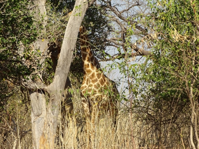 Girafe du parc Chobe