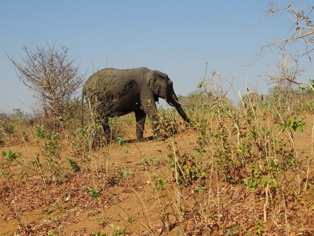 Éléphants du parc Chobe sur le départ