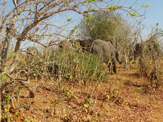 Éléphants du parc Chobe sur le départ