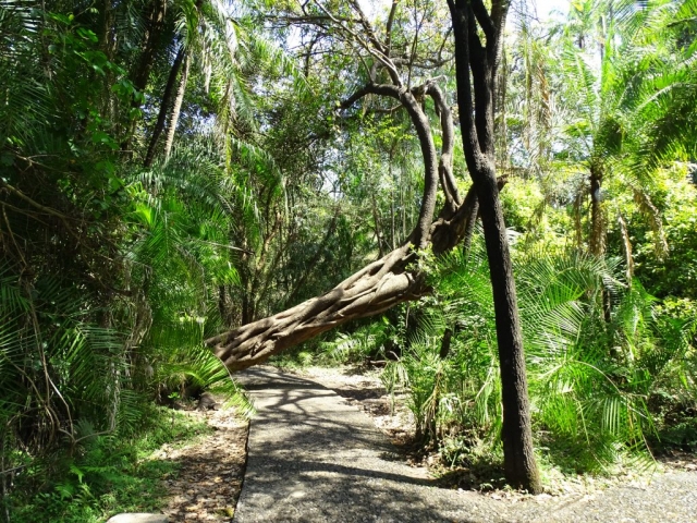 Chemin balisé Parc Victoria Falls Zimbabwe